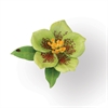 Thinlts Flower Helleborus